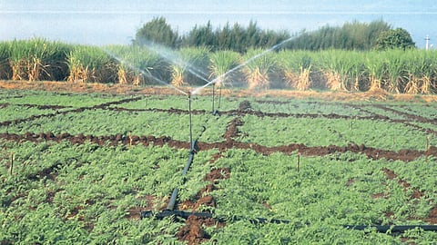 Chana Production