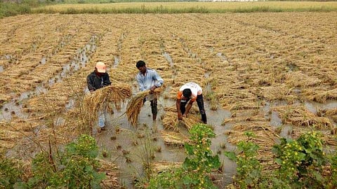 Crop Damage