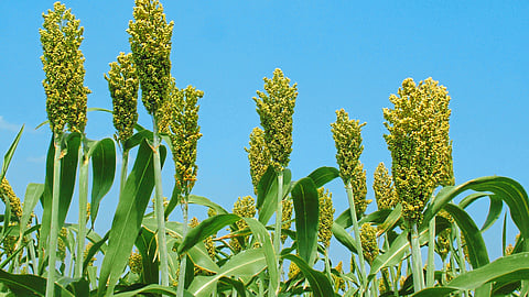 Rabi Jowar