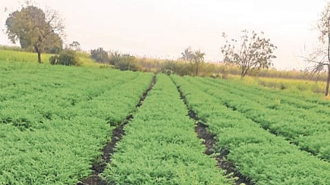 Chana Sowing 