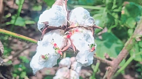 Crop Damage