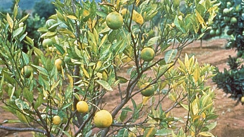 Citrus Fruit