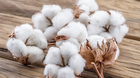 Cotton Purchase
