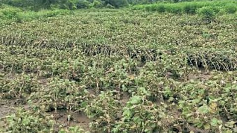Crop Damage
