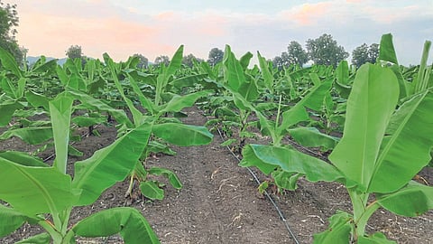 Banana Management 
