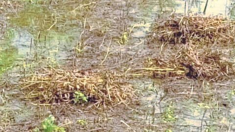 Crop Damage