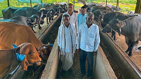 Dairy Business