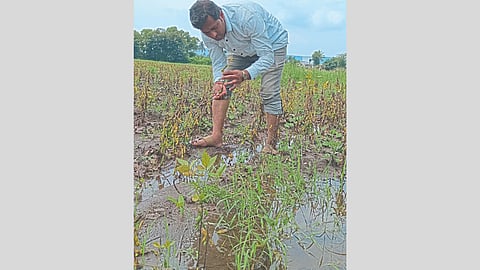 Crop Damage