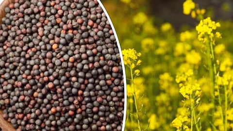 Mustard Production