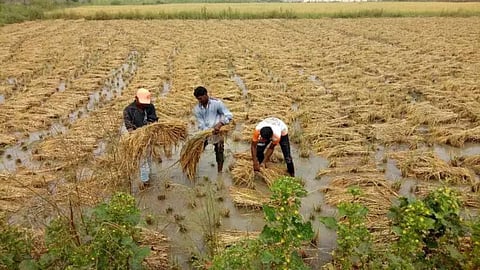 Crop Damage Compensation 