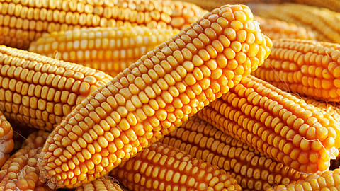Maize Import