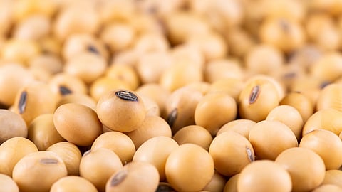 Soybean Crop