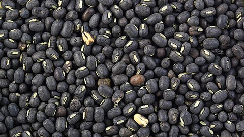 Urad Rate