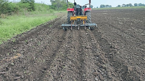 Chana Cultivation