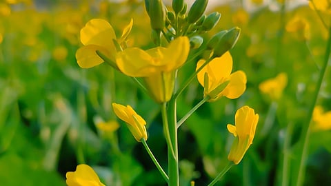 GM Mustard