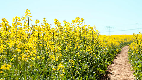 Mustard cultivation  
