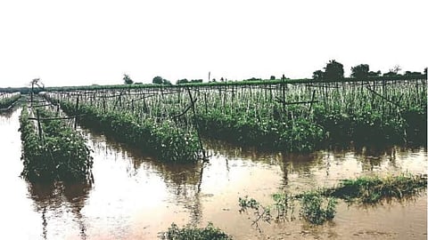 Crop Insurance