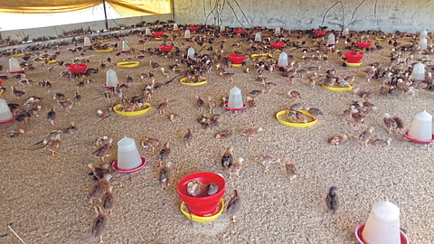 Poultry Diseases