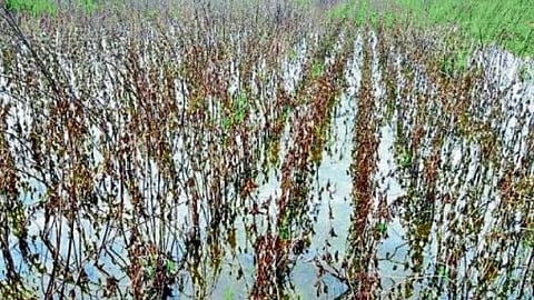 Crop Damage