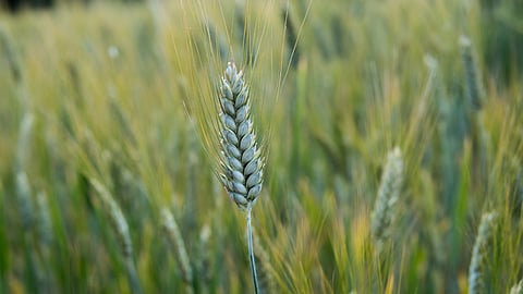 Wheat Cultivation 
