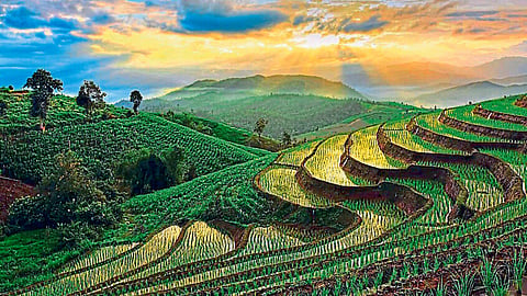 Contour Farming