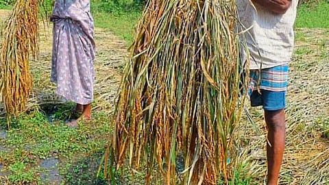 Paddy Crop Damage
