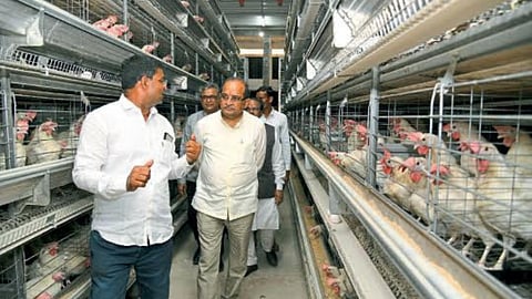 Lumpy Skin