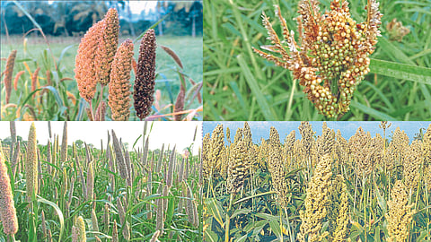 Millet's 