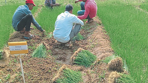 Rabi Onion