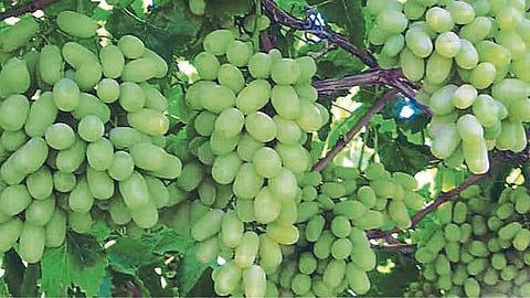 Crop Insurance