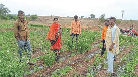 Rural Development