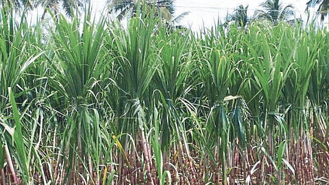 Sugarcane 