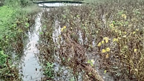 Crop Damage