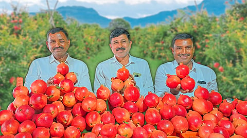 Pomegranate