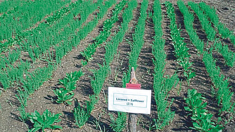 Linseed Cultivation