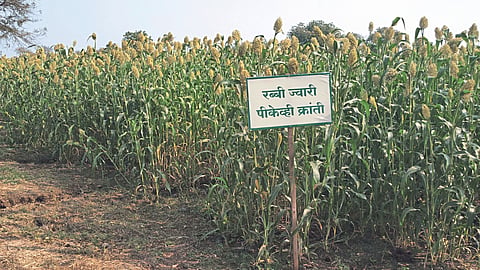 Jowar Crop