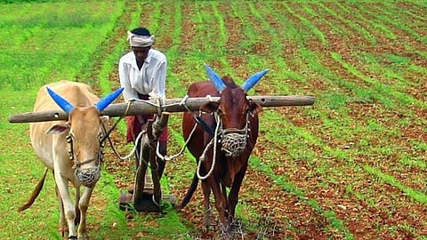 Indian agriculture