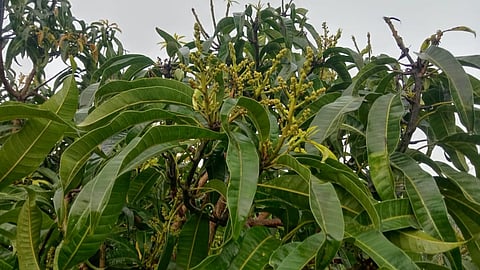 Mango crop Advisory : मोहोर अवस्थेतील आंबा बागेचे व्यवस्थापन