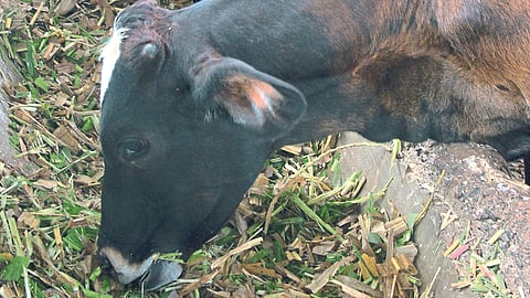 Animal care