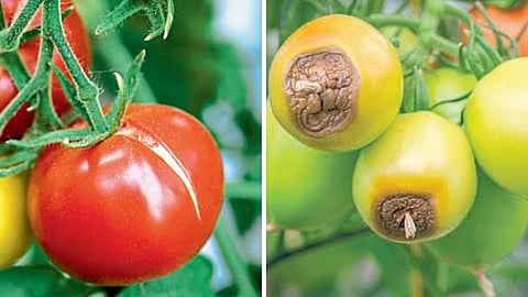 Tomato Disease