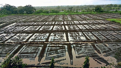 Rabi Jowar Sowing