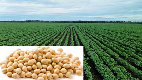 Soybean Crop 