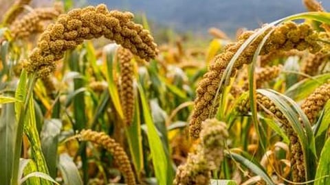 Millet Crop