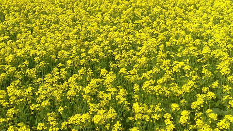 GM Mustard