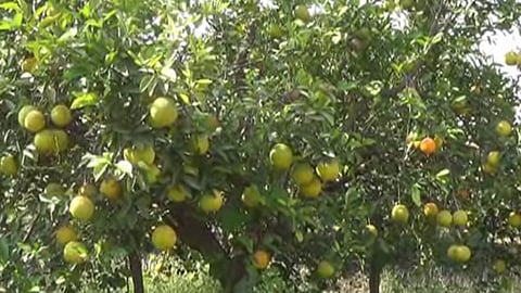 Crop Damage