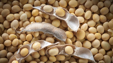 Soybean Rate