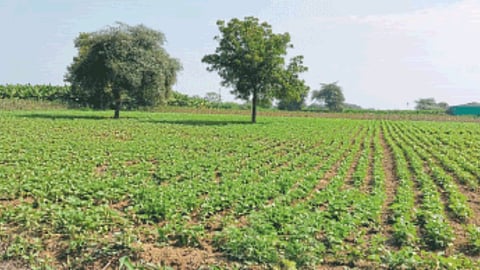 Rajma Cultivaton