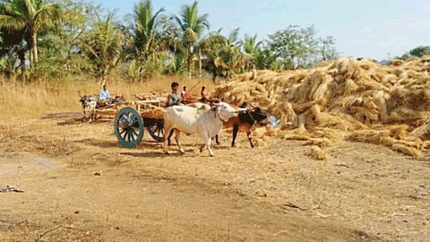 Paddy Straw