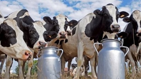 Milk production