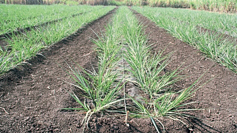 Sugarcane Cultivation